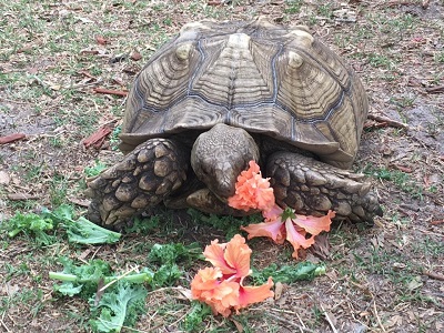 tortise eating vegetation
