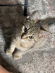 grey with black accents american shorthair kitten