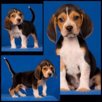 black and tan beagle puppy