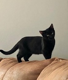 black bombay kitten