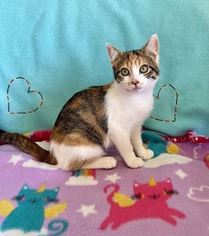 black, tan and white calico kitten