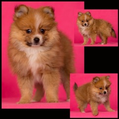 tan pomeranian puppy