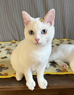 white with an orange patch domestic shorthair kitten