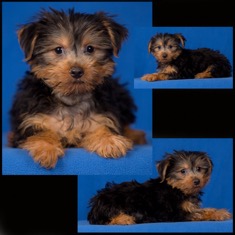 black and tan yorkshire terrier puppy